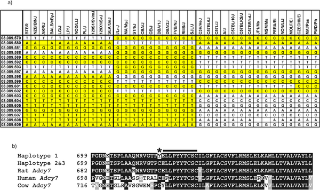 Use of a Dense Single Nucleotide Polymorphism Map for In Silico Mapping in the Mouse