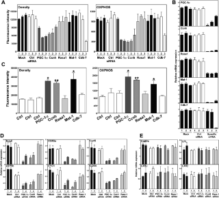 Gene Set Enrichment in eQTL Data Identifies Novel Annotations and Pathway Regulators