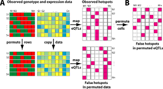 Genetical Genomics: Spotlight on QTL Hotspots