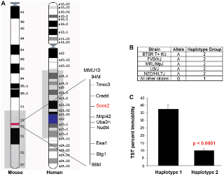 Phenotypic Characterization of a Genetically Diverse Panel of Mice for Behavioral Despair and Anxiety